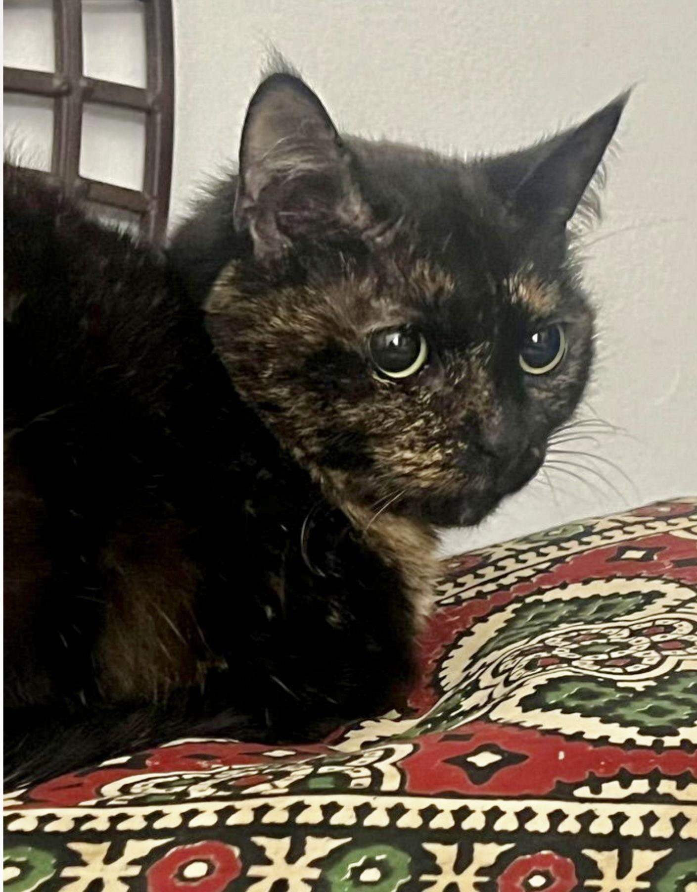 Enlarge Stardust, a Adoptable Domestic Short Hair in Walled Lake, MI image 3/3