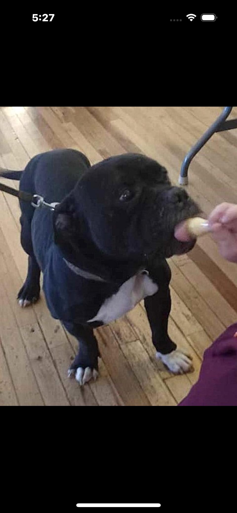 Gunnar, a Adopted mixed breed in Rutherfordton, NC image 2/3