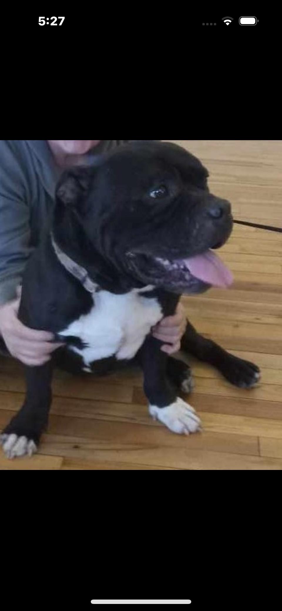 Gunnar, a Adopted mixed breed in Rutherfordton, NC image 3/3