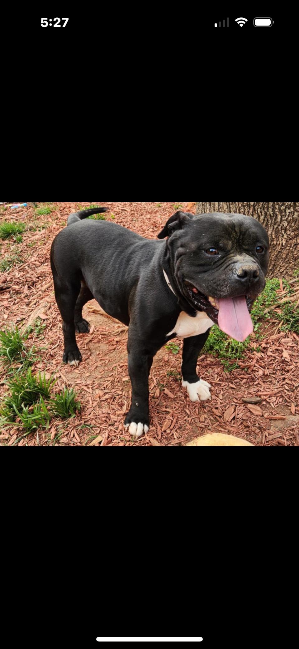 Gunnar, a Adopted mixed breed in Rutherfordton, NC image 1/3