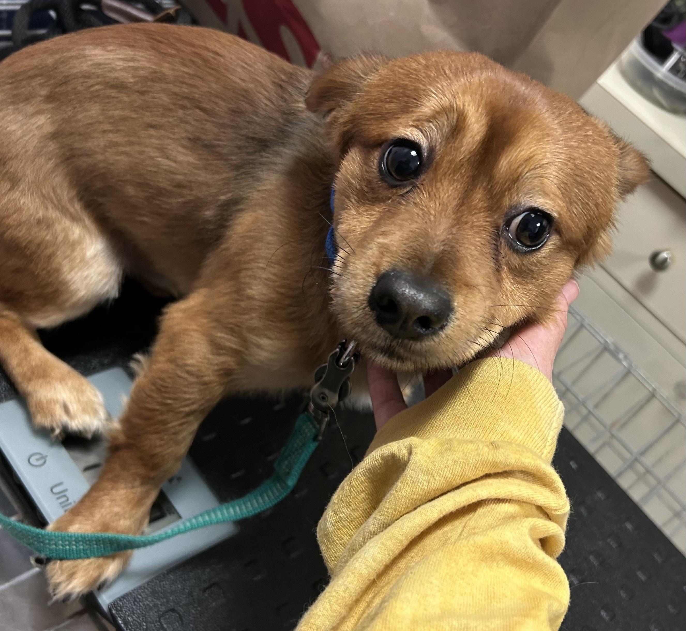 Enlarge Lennox, a Adoptable mixed breed in Oak Ridge, NJ image 2/3