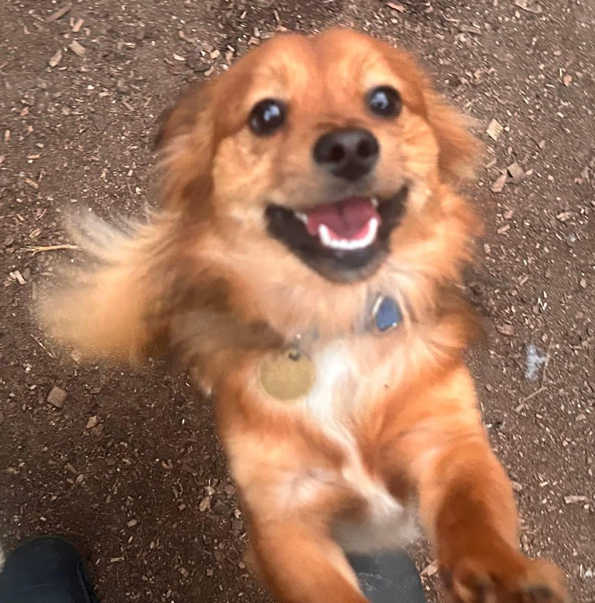 Lennox, Adoptable, Young Male Pomeranian & Dachshund (Miniature Long Haired).