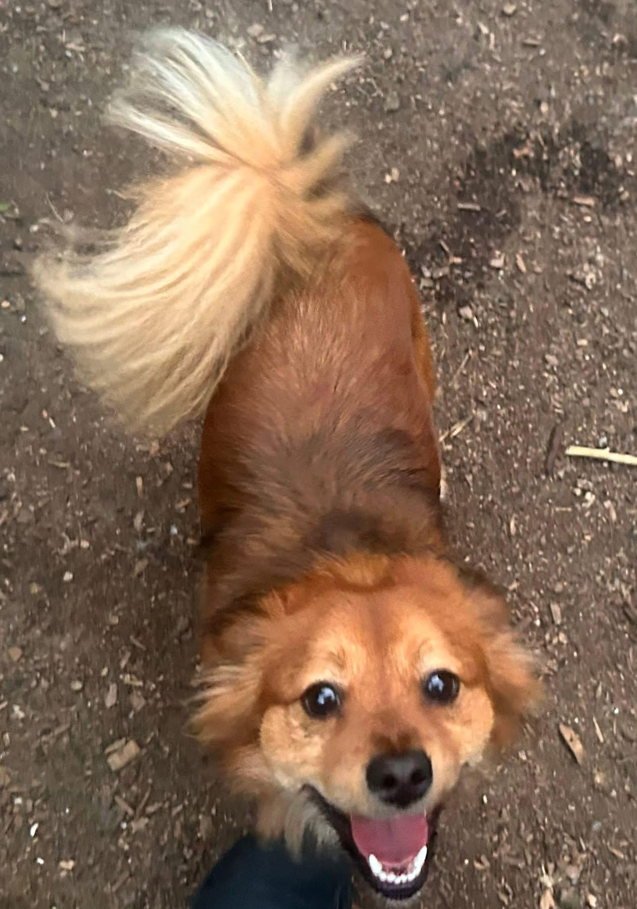 Enlarge Lennox, a Adoptable mixed breed in Oak Ridge, NJ image 3/3