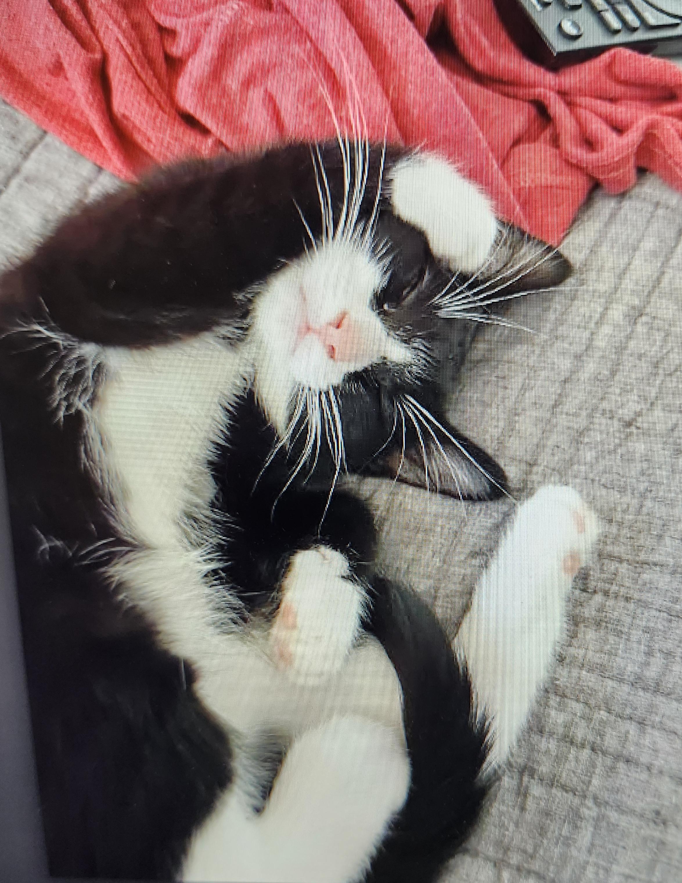 Dumpling and Pickles super sweet in foster care, ADOPTABLE, Kitten Male Domestic Short Hair.