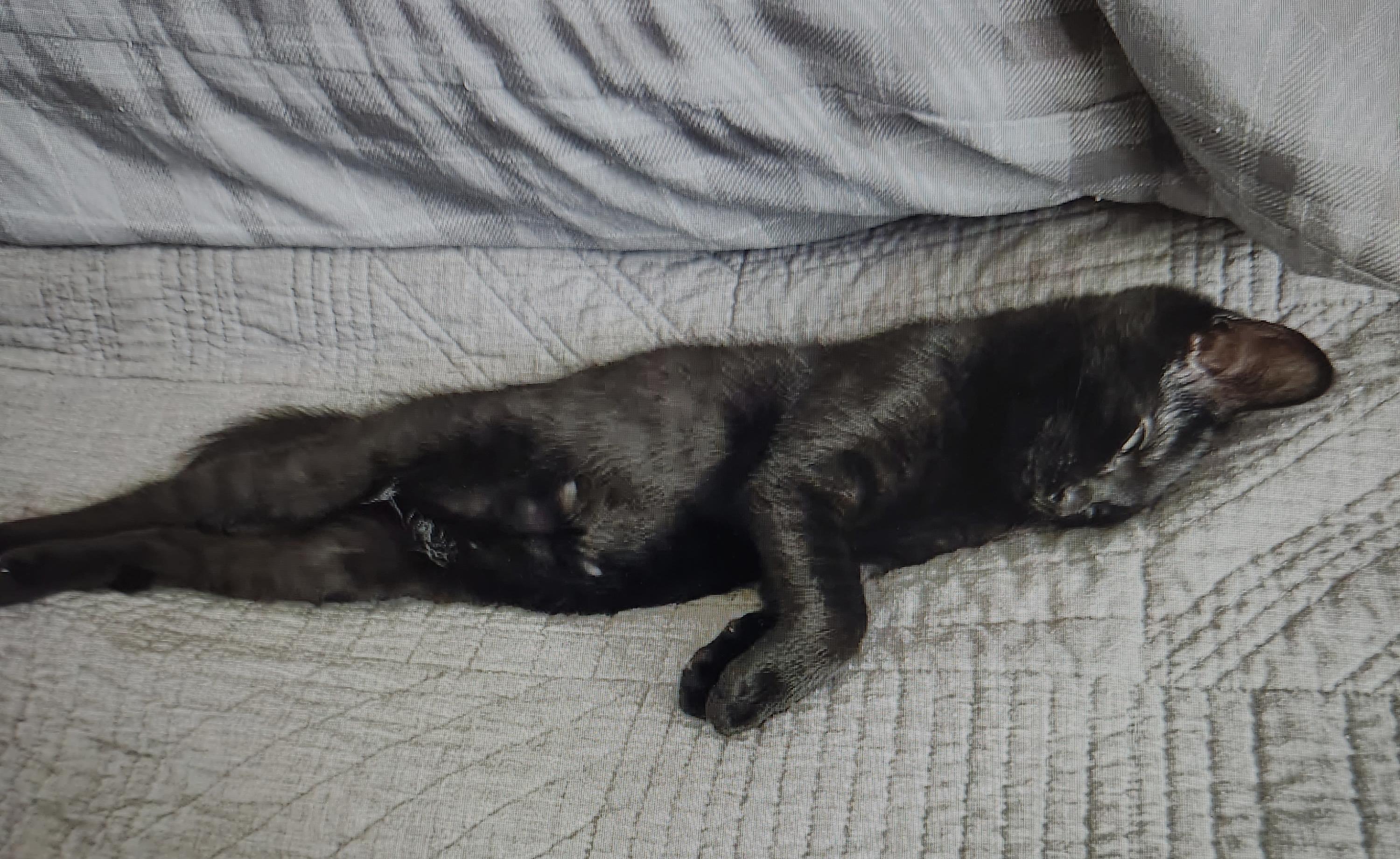 Enlarge Dumpling and Pickles super sweet in foster care, a ADOPTABLE Domestic Short Hair in Randolph, NJ image 2/2
