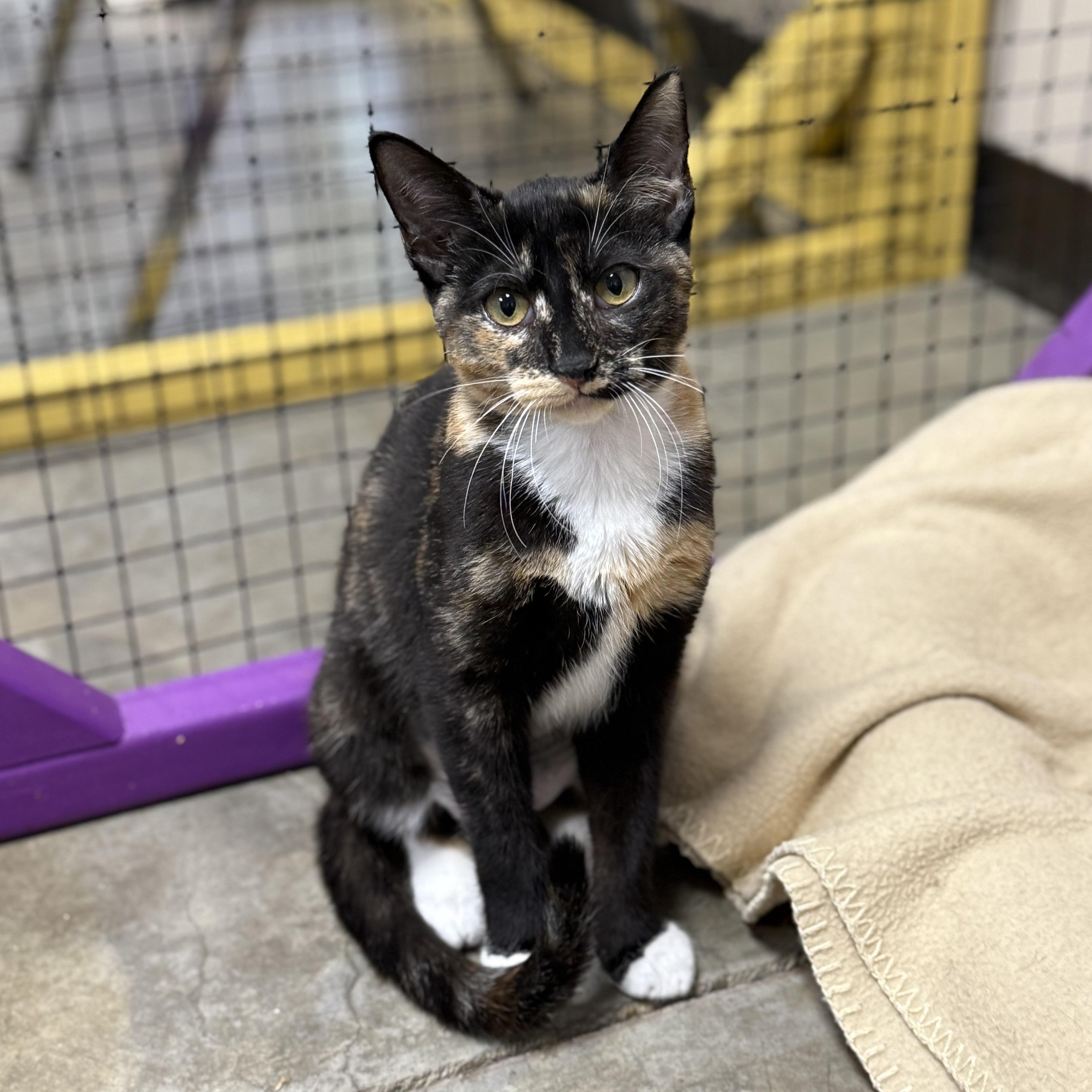Enlarge Feta, a ADOPTABLE mixed breed in Collierville, TN image 4/5