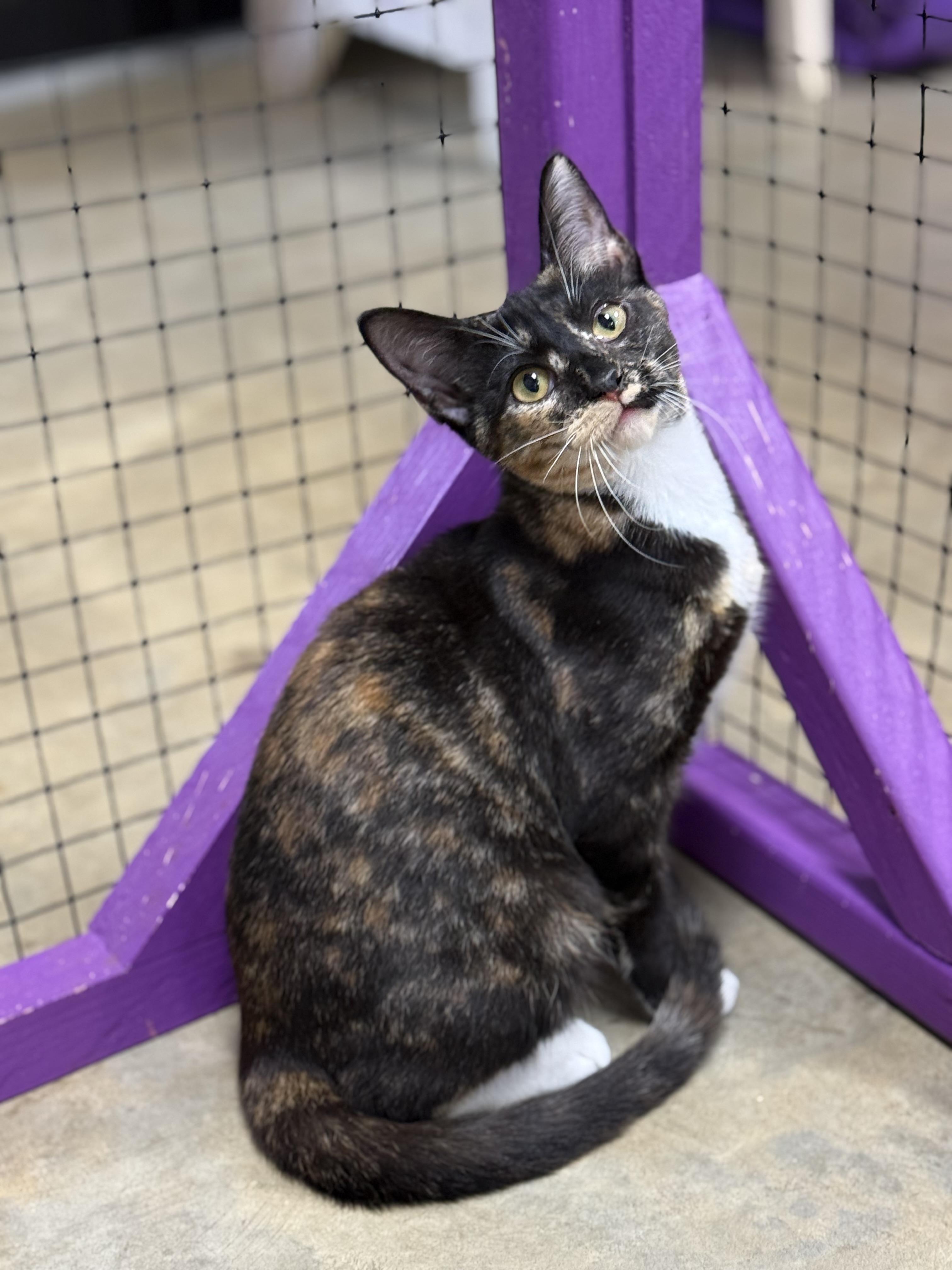 Enlarge Feta, a ADOPTABLE mixed breed in Collierville, TN image 3/5