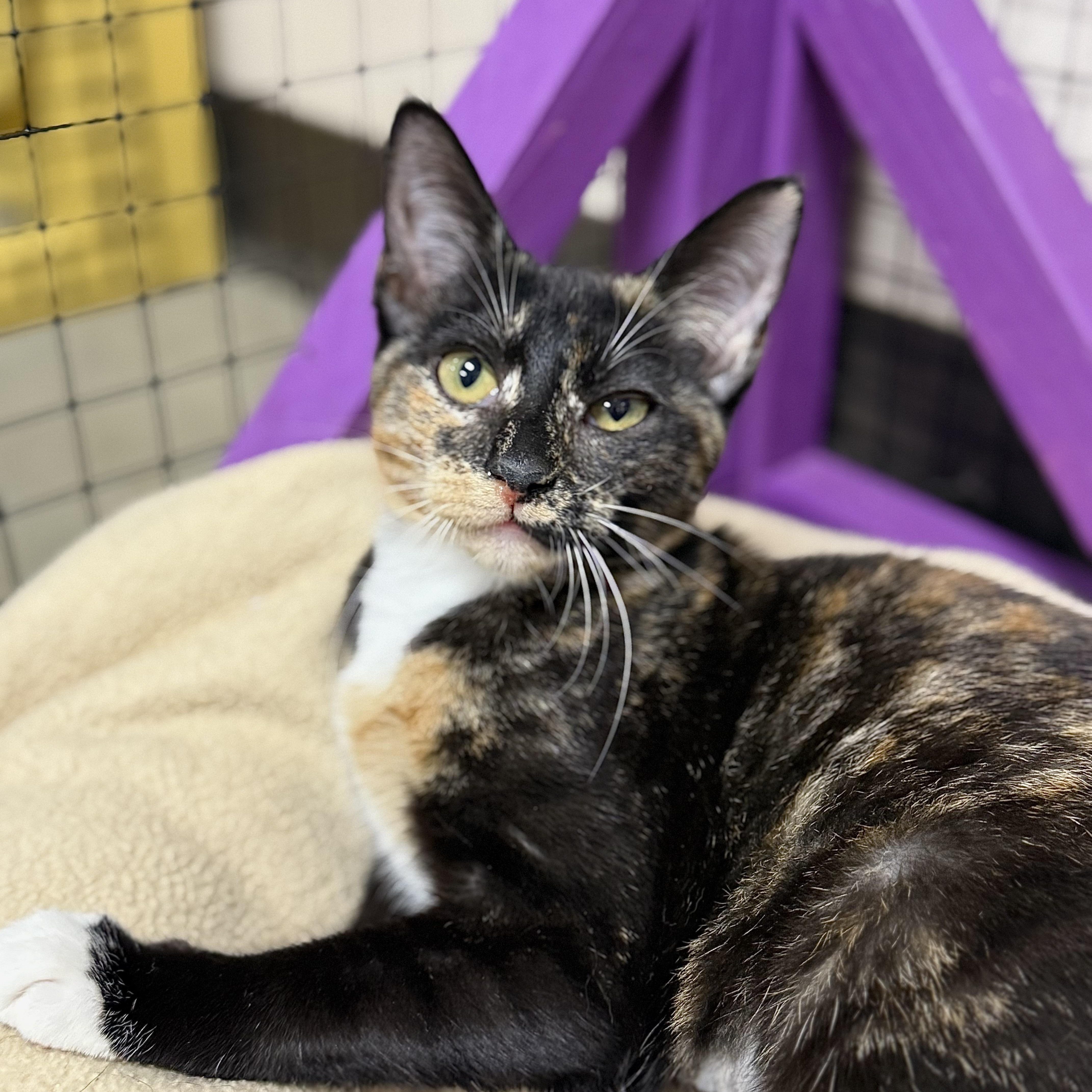 Enlarge Feta, a ADOPTABLE mixed breed in Collierville, TN image 1/5