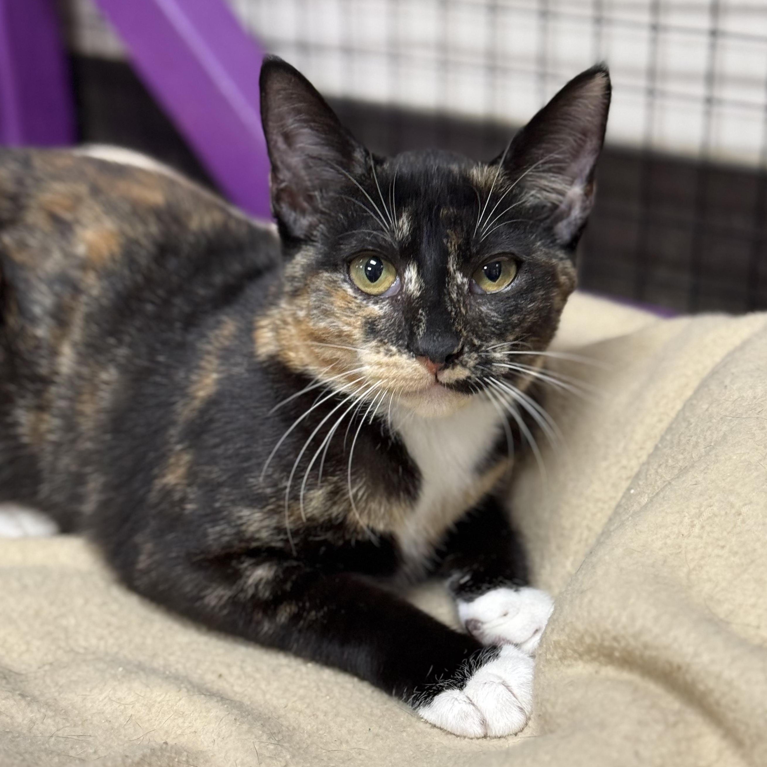 Enlarge Feta, a ADOPTABLE mixed breed in Collierville, TN image 5/5