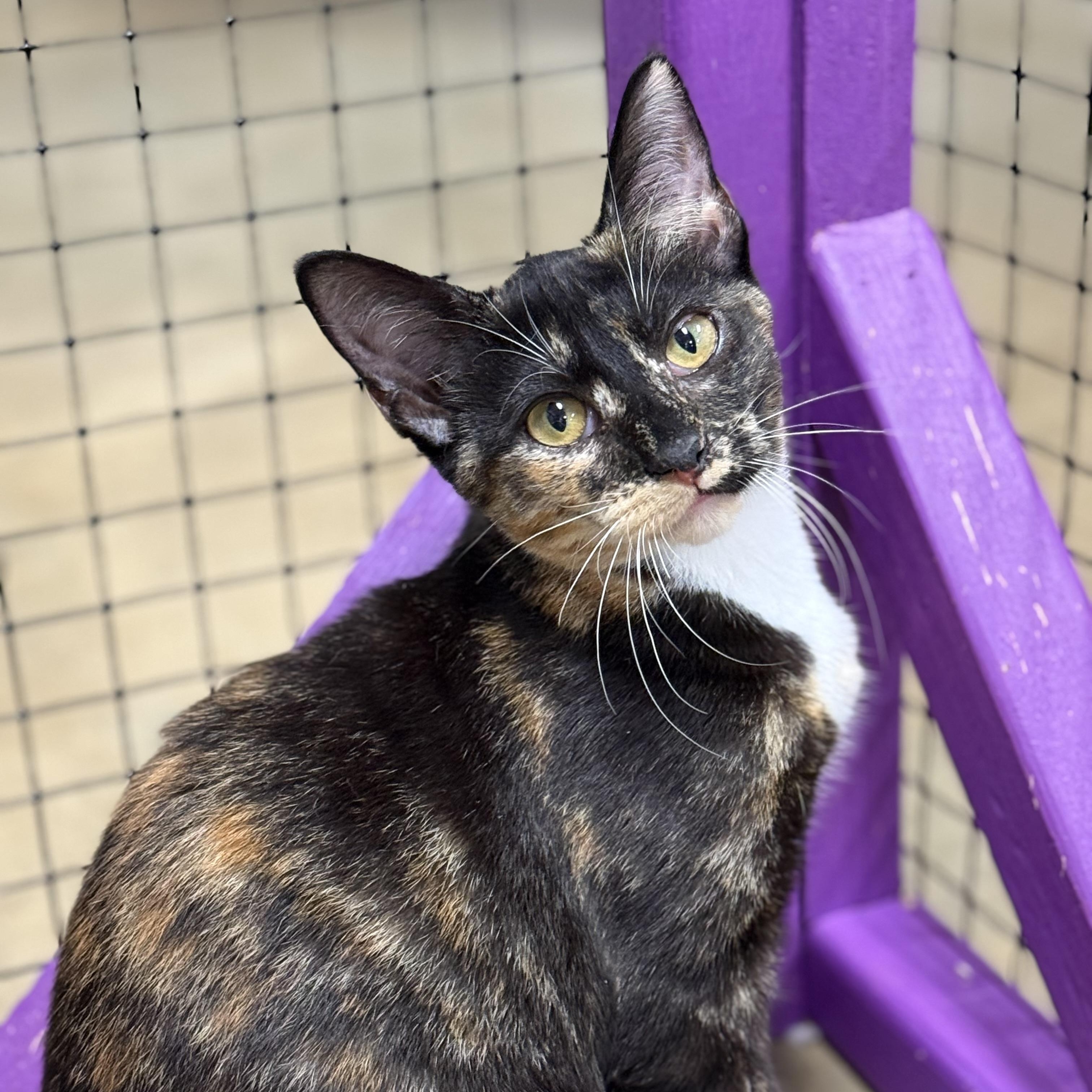Enlarge Feta, a ADOPTABLE mixed breed in Collierville, TN image 2/5
