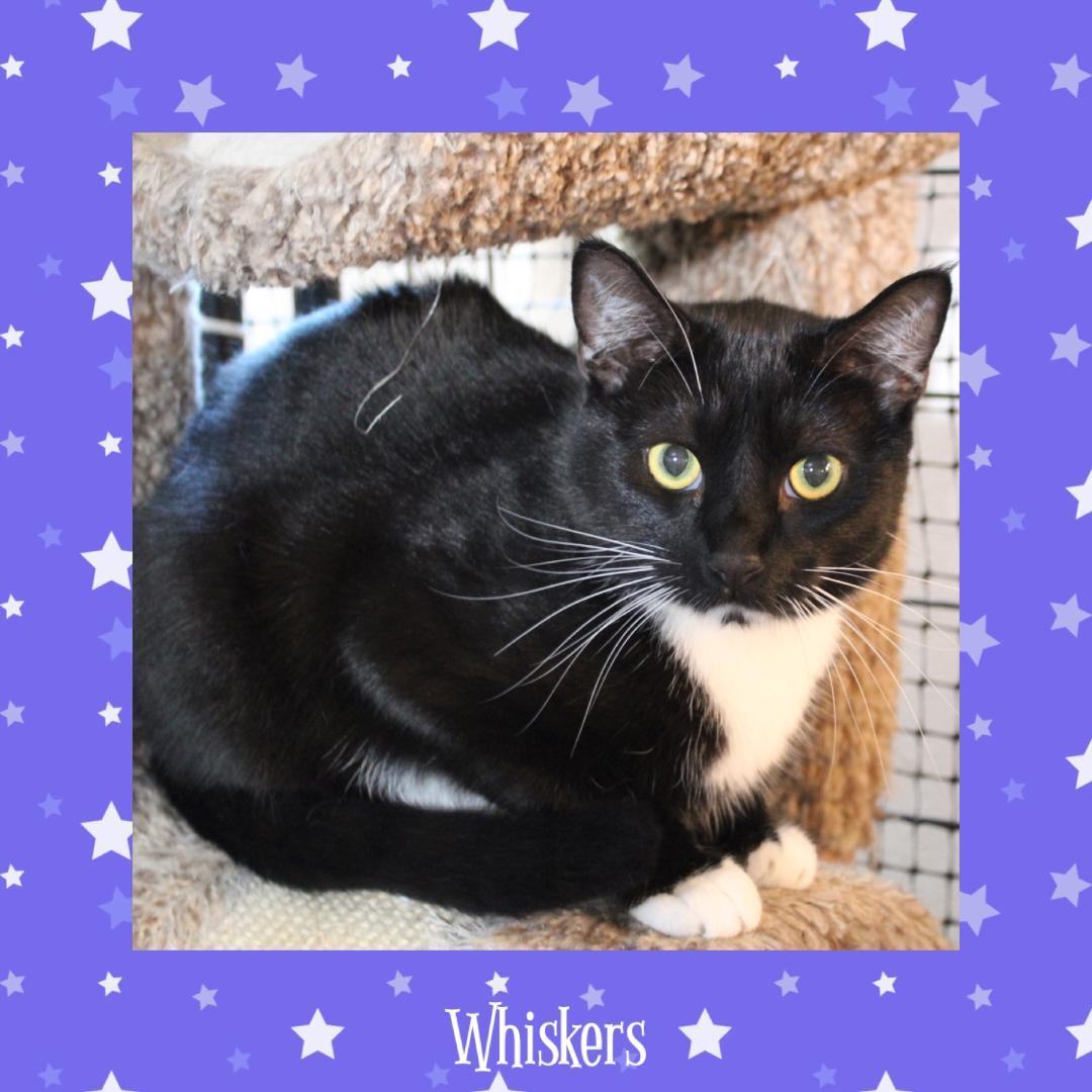 Enlarge Whiskers, a Adoptable Tuxedo in Gilroy, CA image 3/5