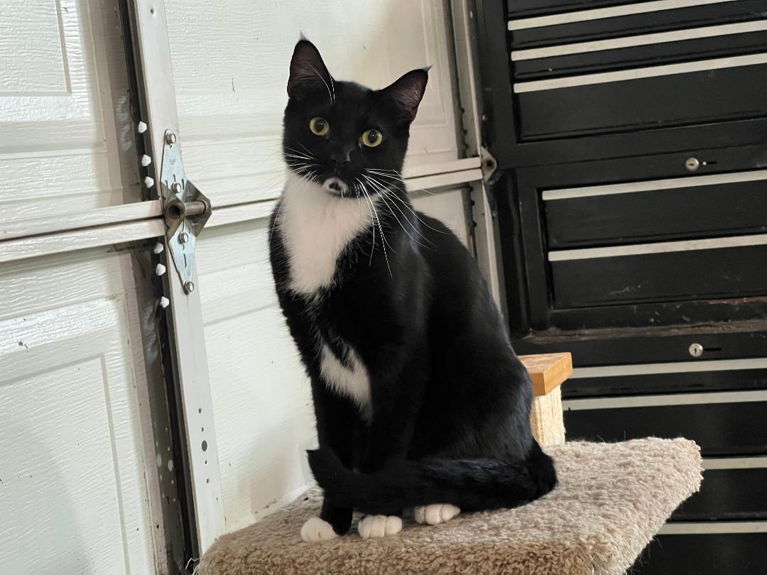 Enlarge Whiskers, a Adoptable Tuxedo in Gilroy, CA image 2/5