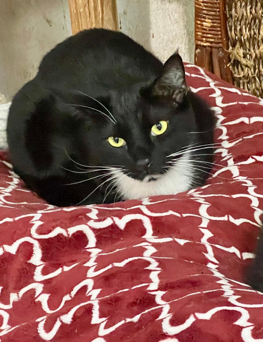 Whiskers, Adoptable, Adult Male Tuxedo.