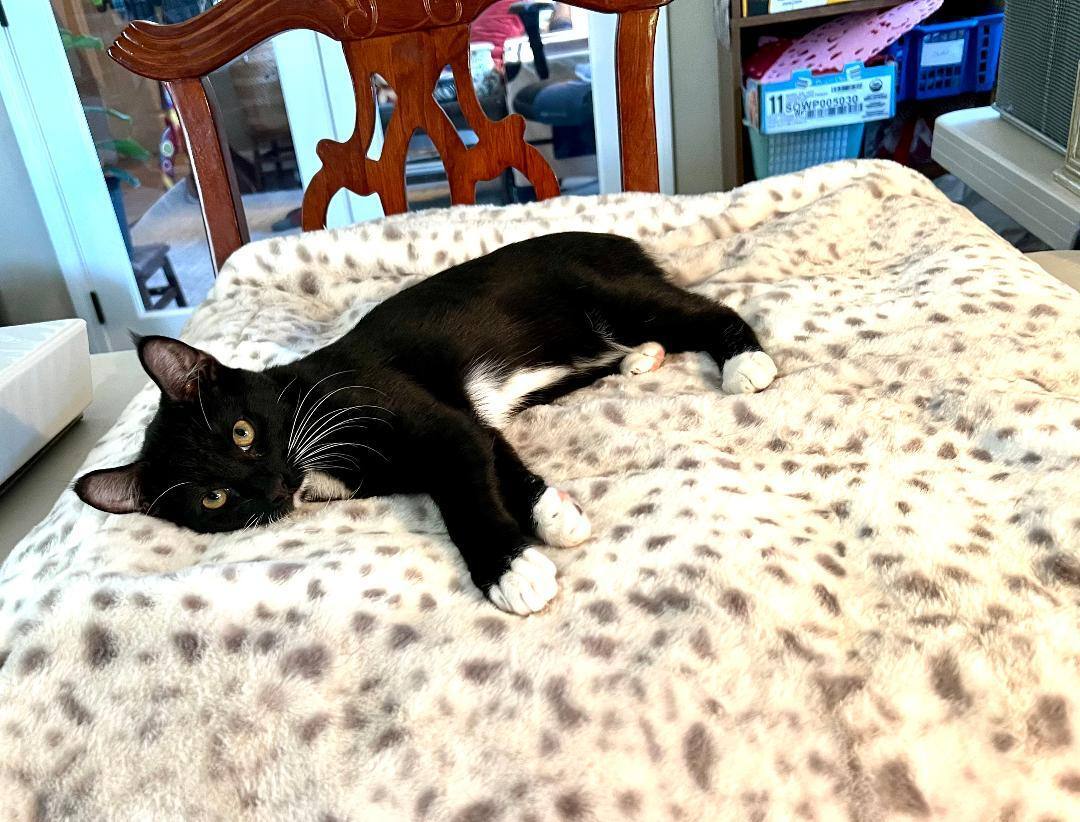 Enlarge Whiskers, a Adoptable Tuxedo in Gilroy, CA image 4/5