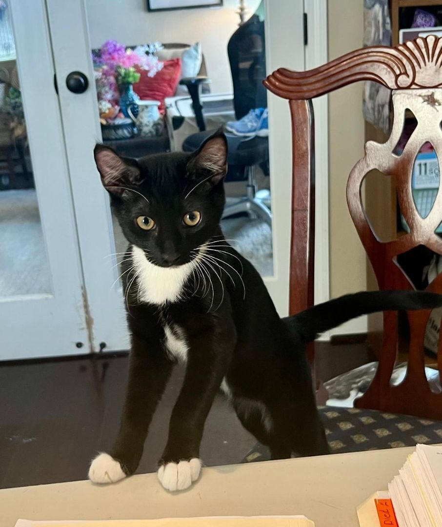 Enlarge Whiskers, a Adoptable Tuxedo in Gilroy, CA image 5/5