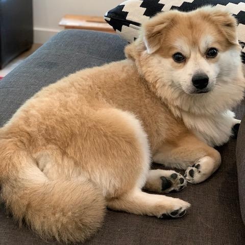 Muddie Buddy, an adoptable Pomeranian in Morden, MB, R6M 1Y4 | Photo Image 3