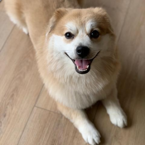 Muddie Buddy, an adoptable Pomeranian in Morden, MB, R6M 1Y4 | Photo Image 2