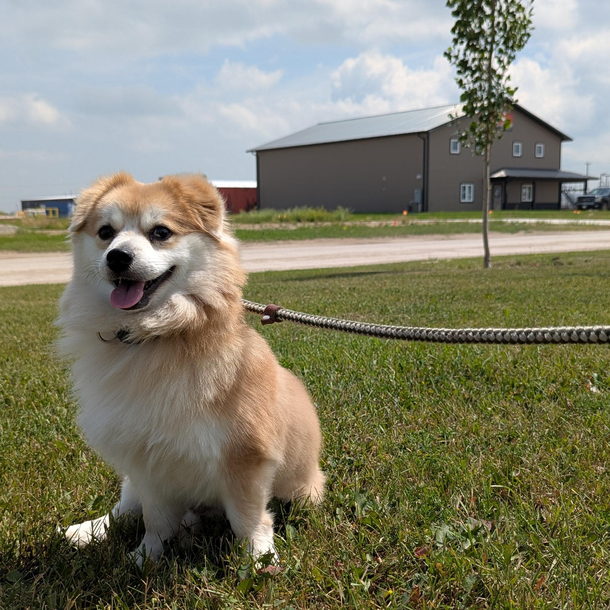 Muddie Buddy, an adoptable Pomeranian in Morden, MB, R6M 1Y4 | Photo Image 4