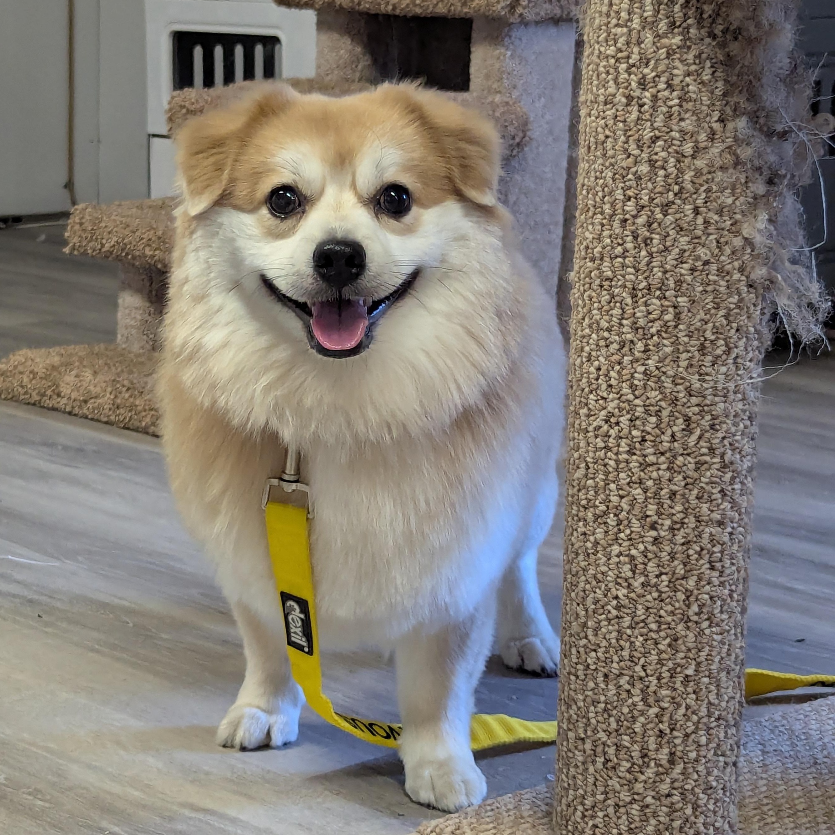 Muddie Buddy, an adoptable Pomeranian in Morden, MB, R6M 1Y4 | Photo Image 1