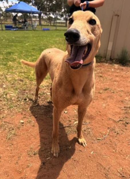 Enlarge Patrick Bale (Patty), a Adopted Greyhound in Tarpon Springs, FL image 2/3