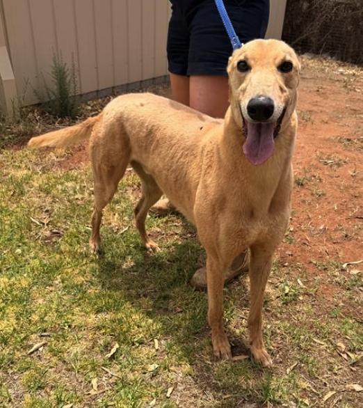 Enlarge Patrick Bale (Patty), a Adopted Greyhound in Tarpon Springs, FL image 3/3