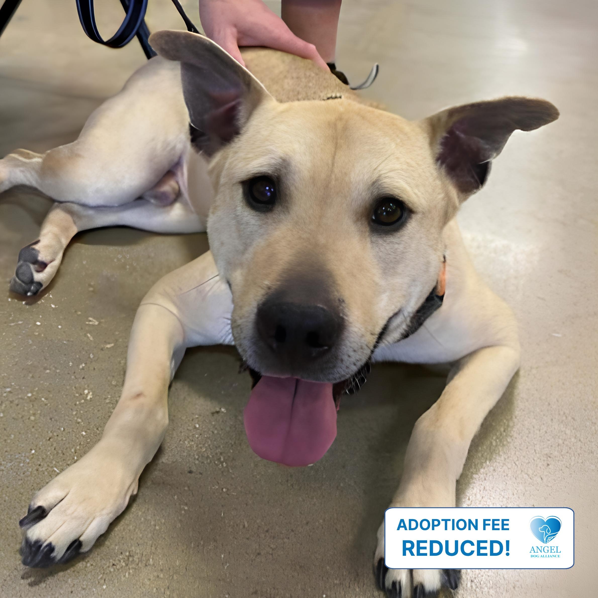 Scrappy, a ADOPTABLE mixed breed in Oswego, IL image 1/4