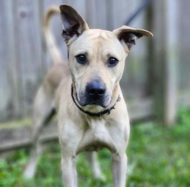 Scrappy, a ADOPTABLE mixed breed in Oswego, IL image 2/4