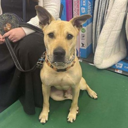 Scrappy, a ADOPTABLE mixed breed in Oswego, IL image 4/4