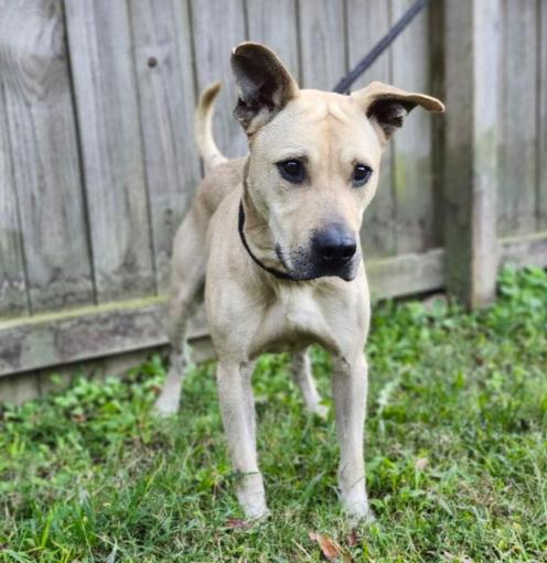 Scrappy, a ADOPTABLE mixed breed in Oswego, IL image 3/4