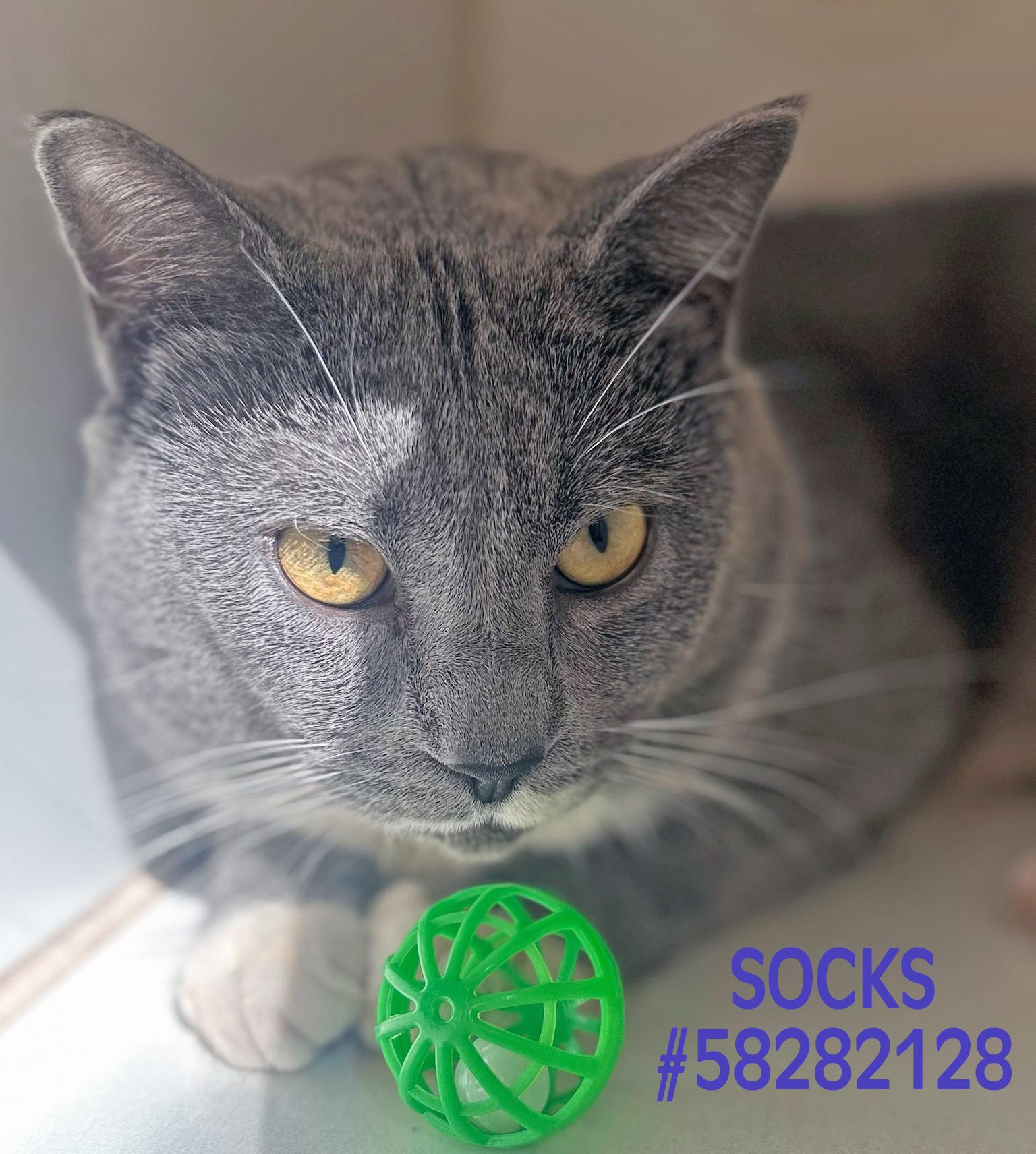 Socks, Adoptable, Adult Male Domestic Short Hair.