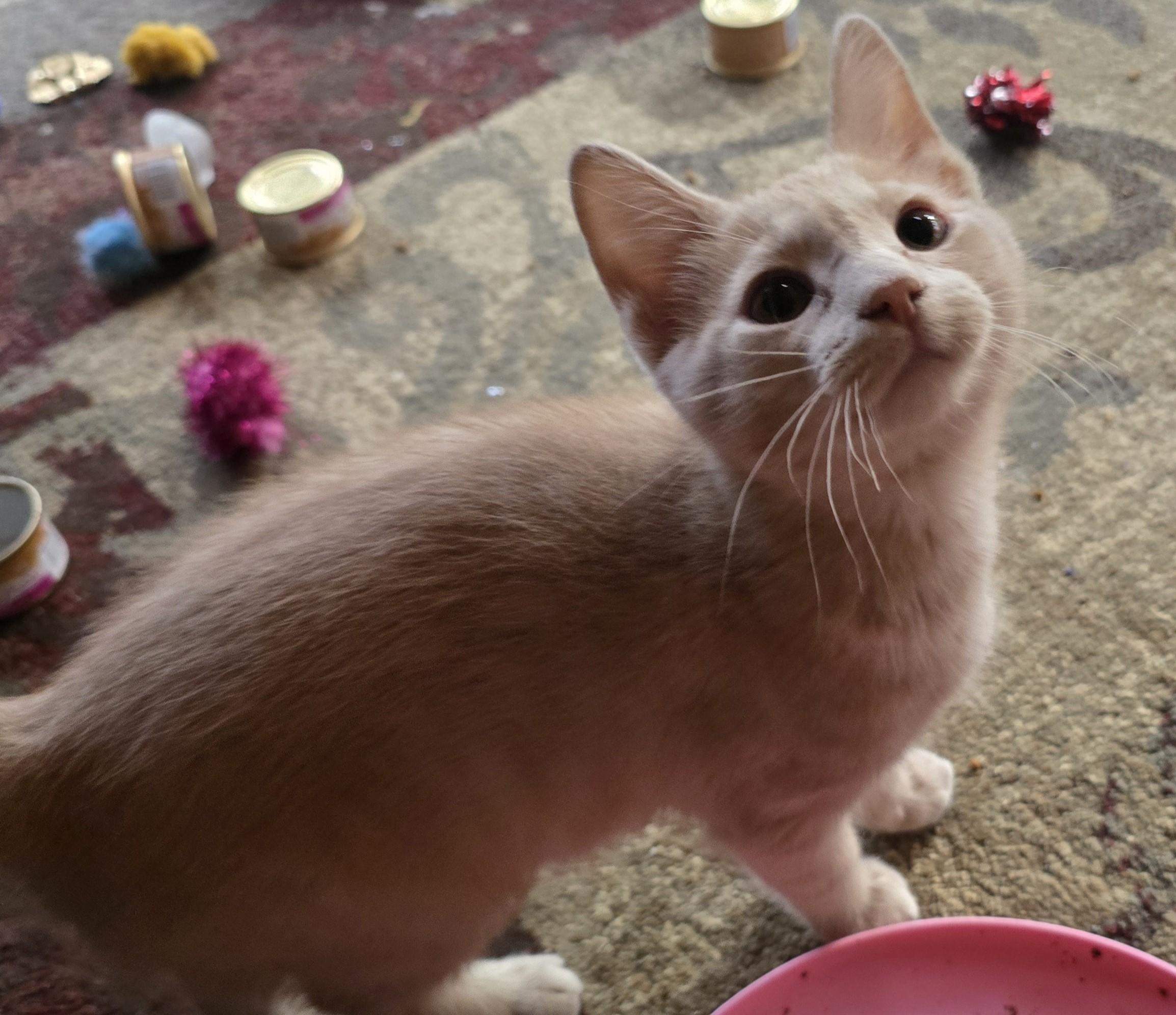 Alfie, an adopted Domestic Short Hair in River Falls, WI image 1/3