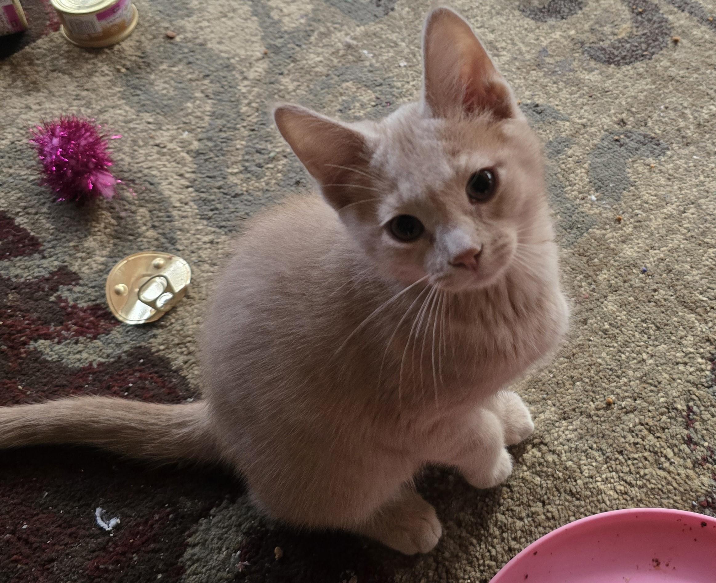 Alfie, an adopted Domestic Short Hair in River Falls, WI image 2/3