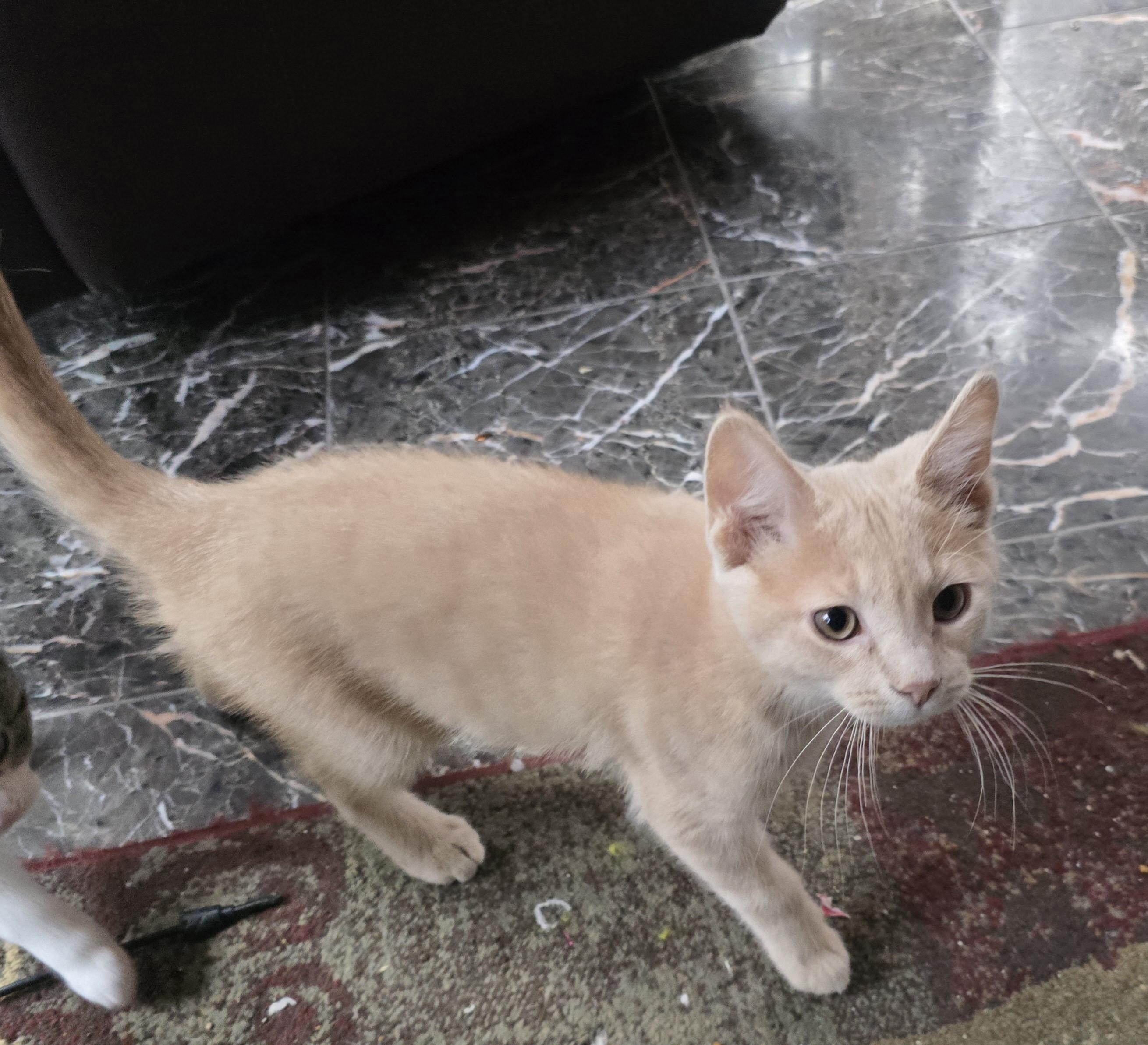 Alfie, an adopted Domestic Short Hair in River Falls, WI image 3/3