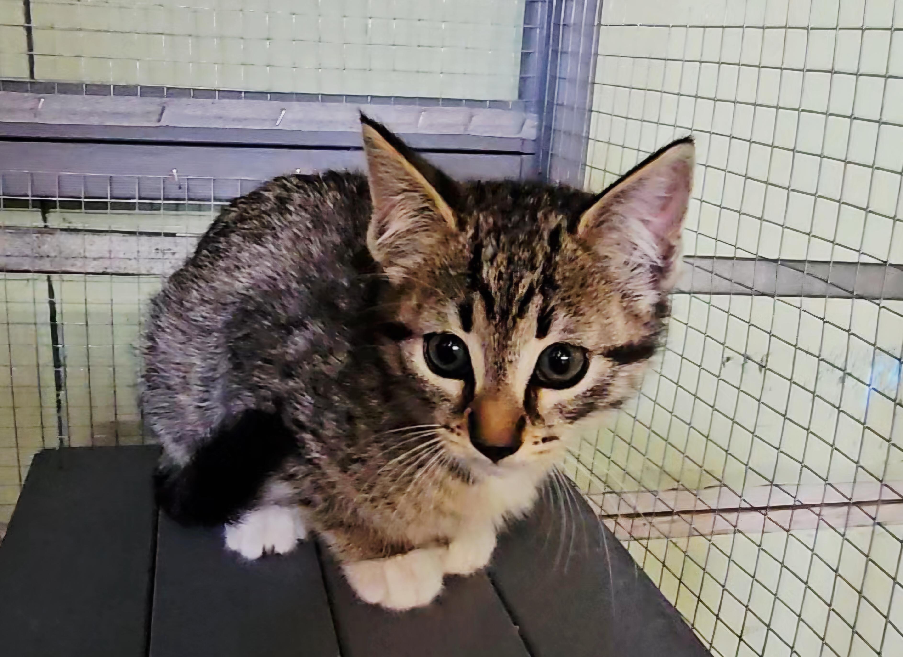 VALOR, an adopted American Shorthair in Pinedale, WY image 5/6