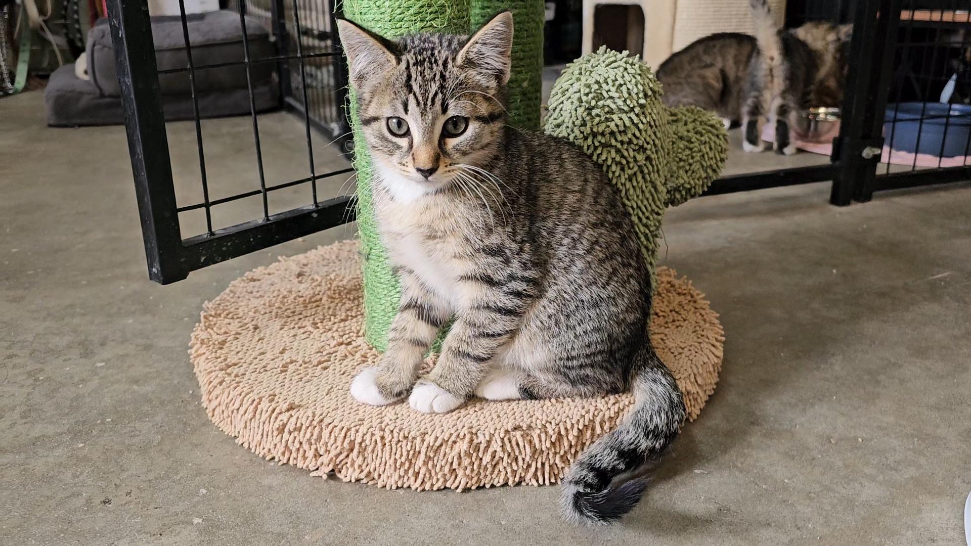 VALOR, an adopted American Shorthair in Pinedale, WY image 1/6