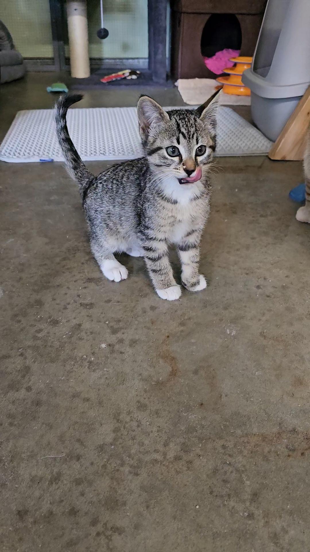VALOR, an adopted American Shorthair in Pinedale, WY image 2/6