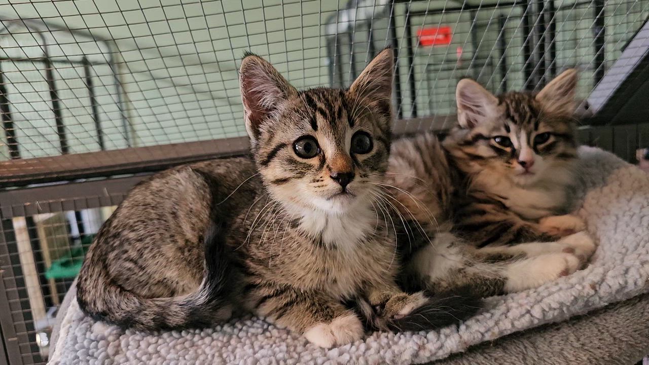 Enlarge VALOR, an adopted American Shorthair in Pinedale, WY video 3/6
