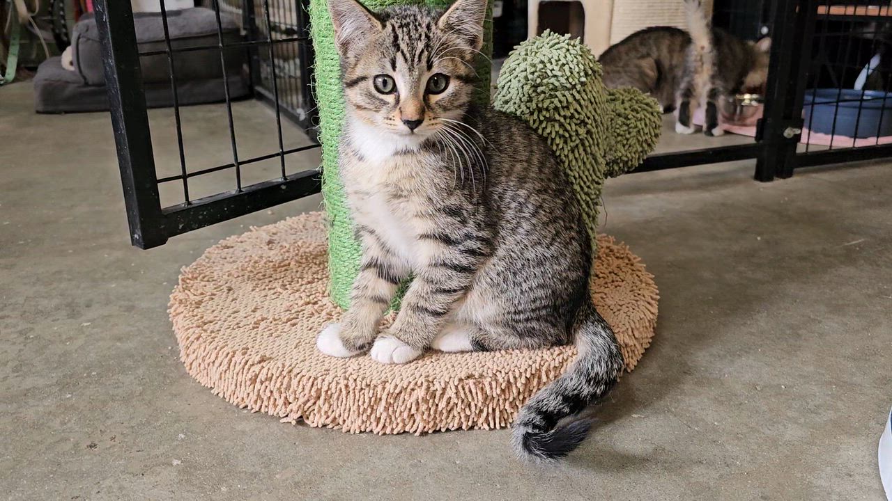Enlarge VALOR, an adopted American Shorthair in Pinedale, WY video 4/6