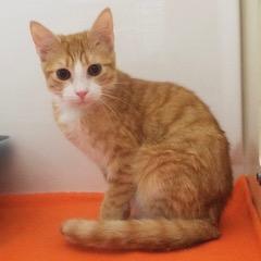 Quinn — thumbnail 2