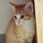 Quinn — thumbnail 4