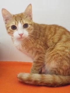 Quinn — thumbnail 6