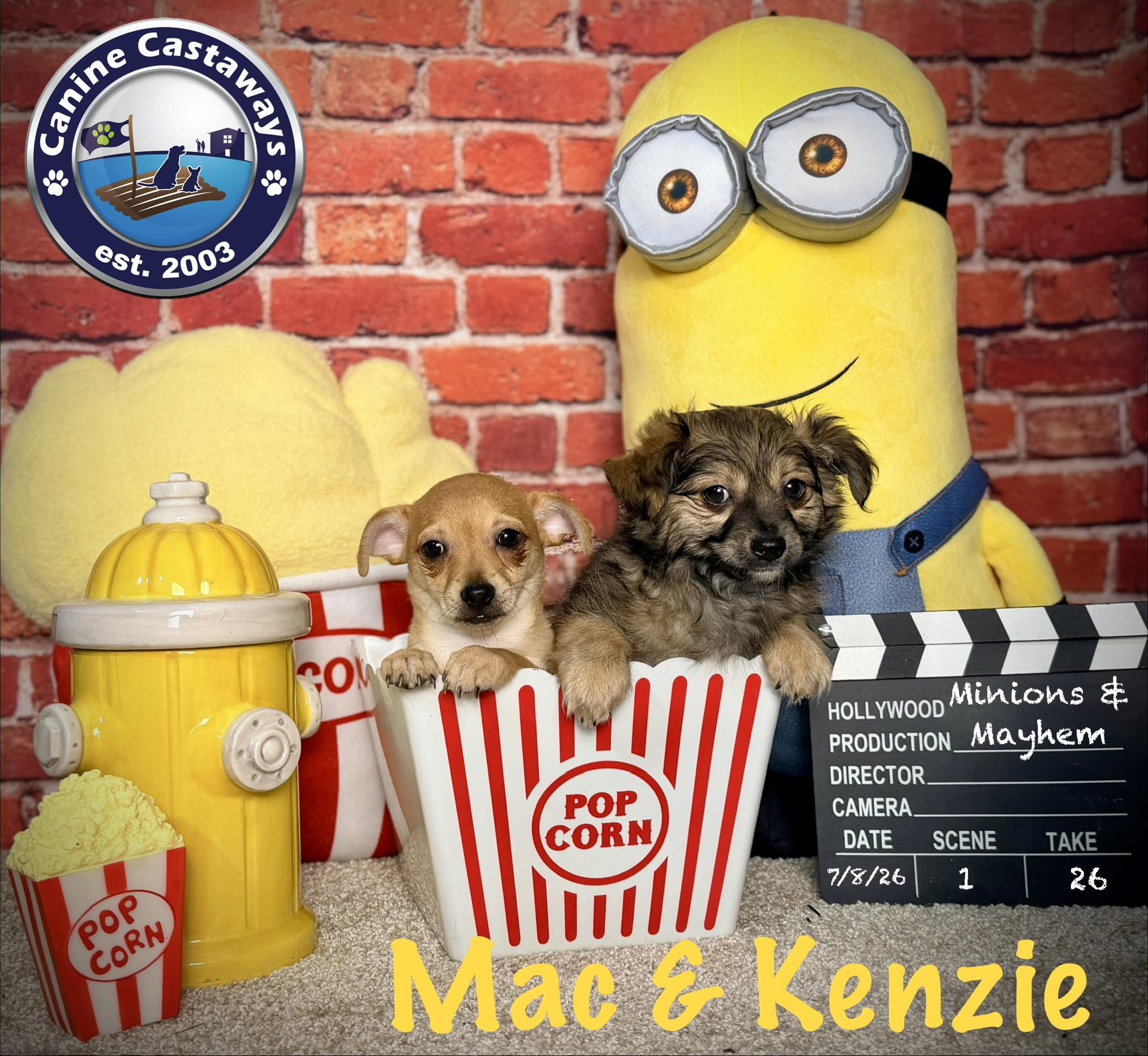 Kenzie, a ADOPTABLE mixed breed in Arcadia, FL image 6/6