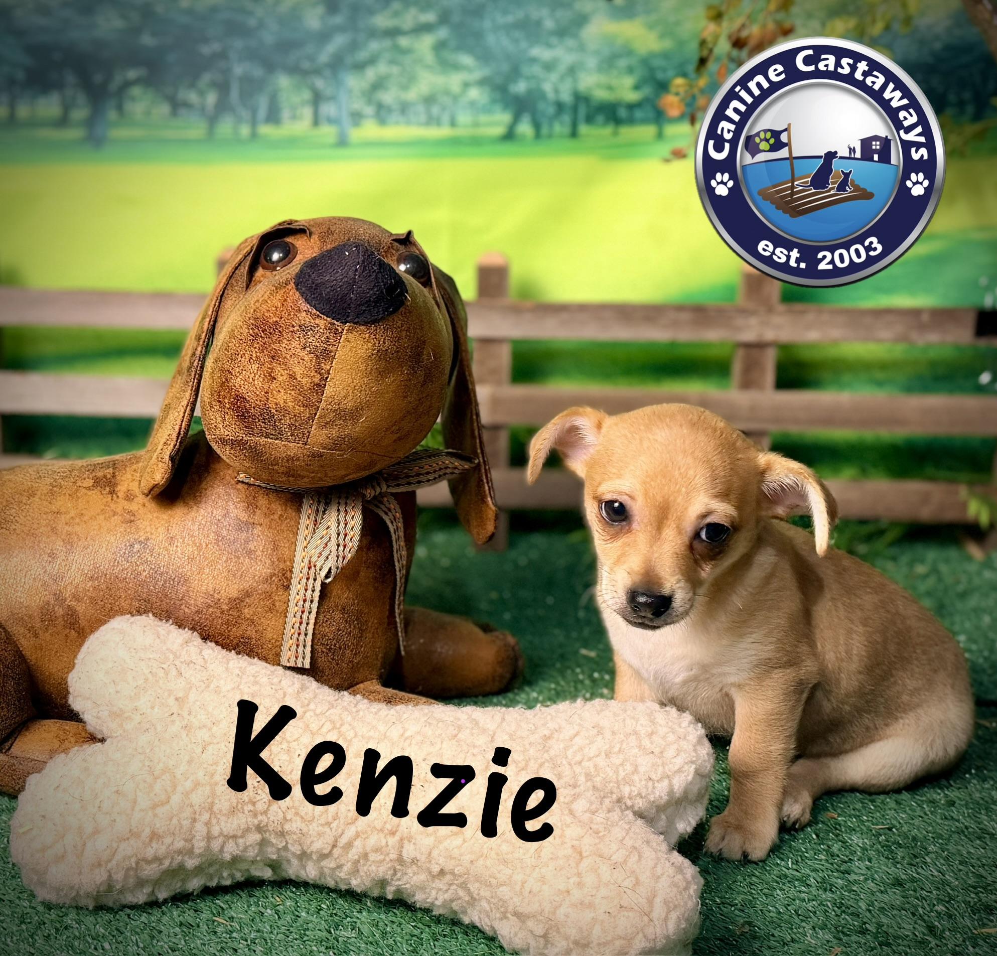 Kenzie, a ADOPTABLE mixed breed in Arcadia, FL image 4/6