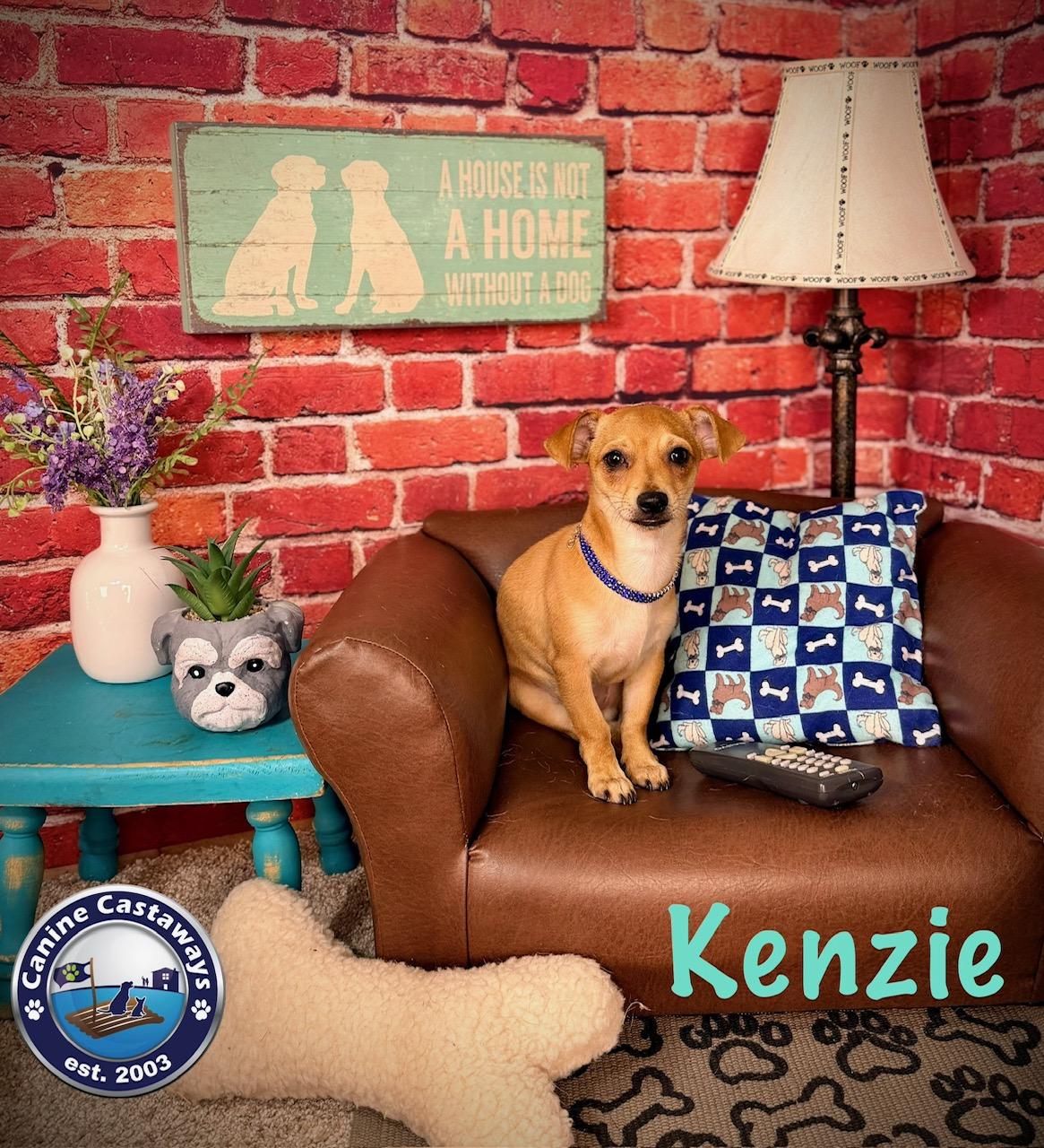 Enlarge Kenzie, a ADOPTABLE mixed breed in Sarasota, FL image 2/6