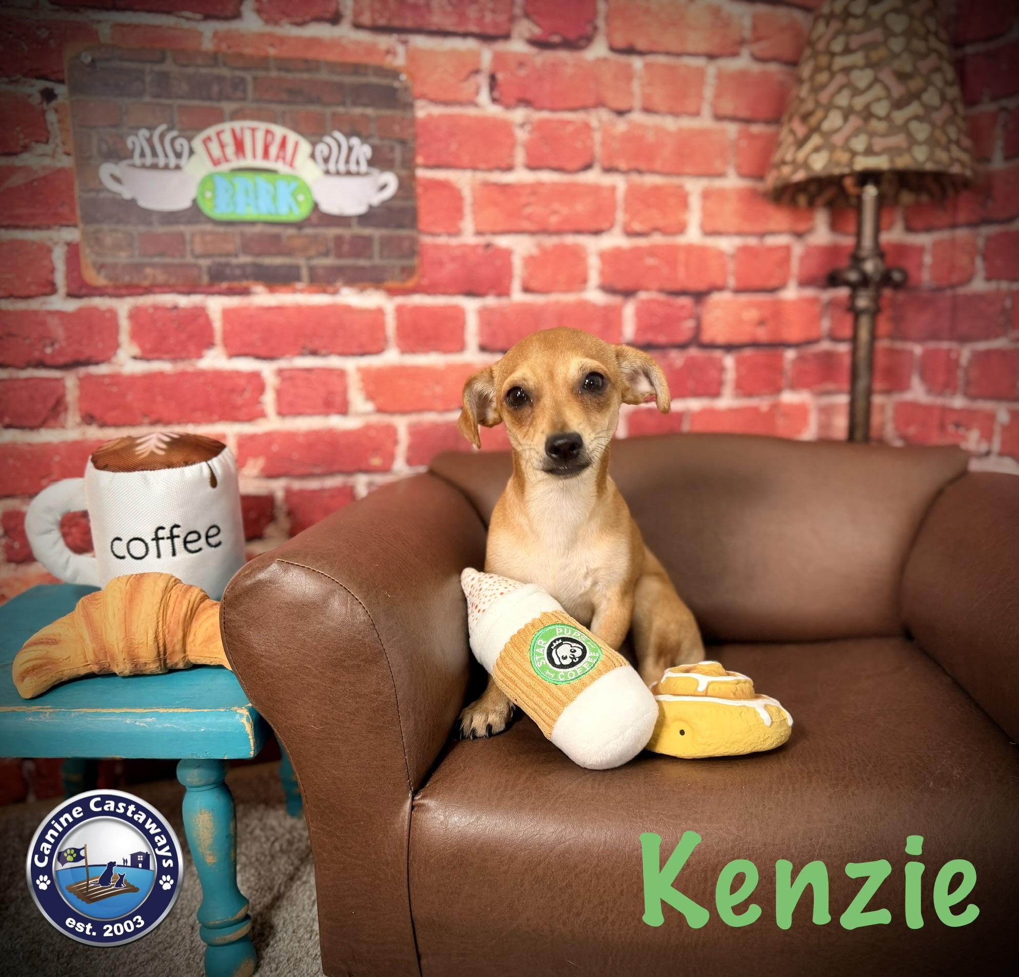 Enlarge Kenzie, a Adopted mixed breed in Sarasota, FL image 1/6
