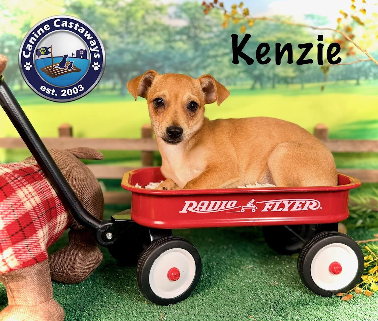 Enlarge Kenzie, a ADOPTABLE mixed breed in Sarasota, FL image 1/6