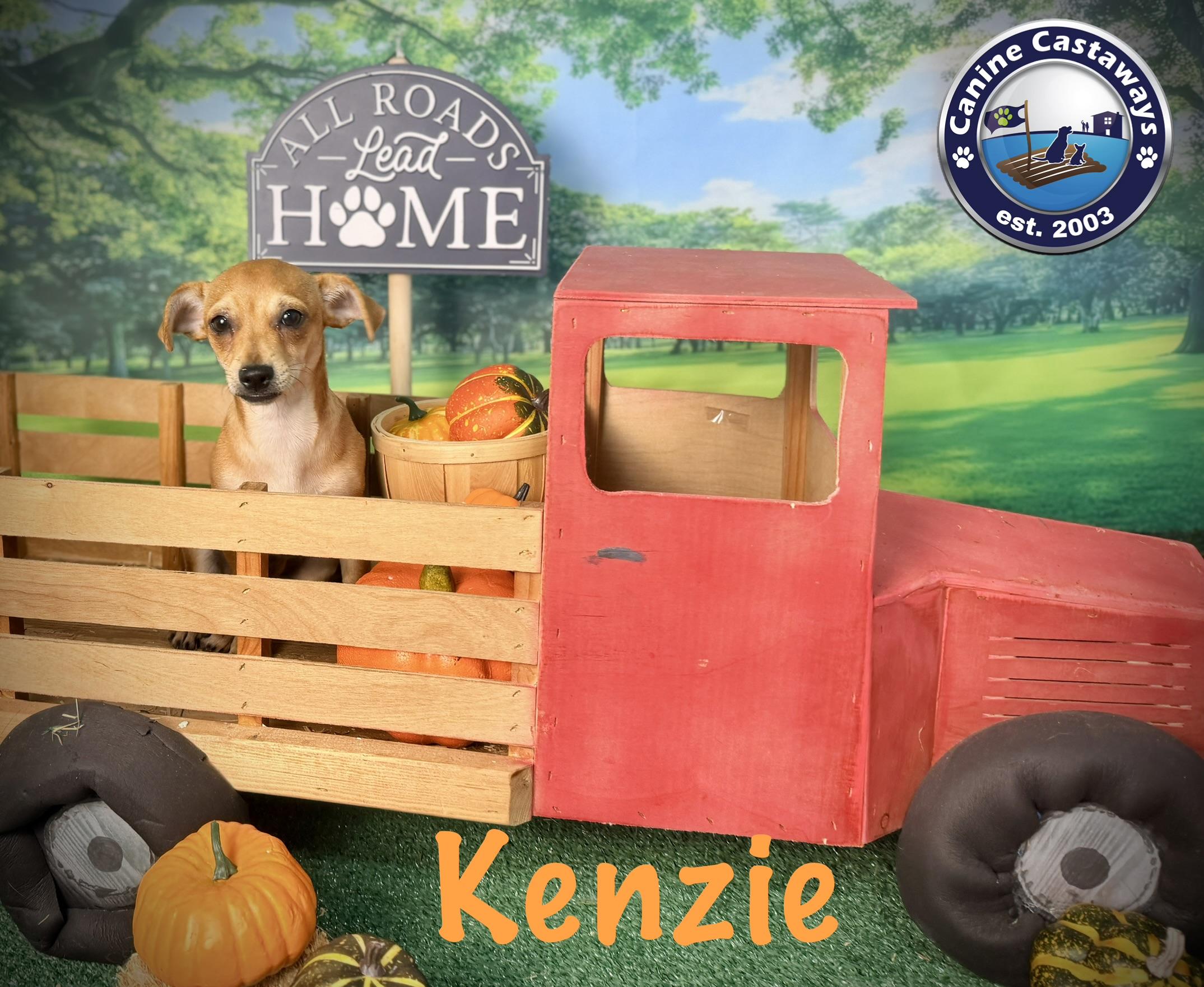 Enlarge Kenzie, a Adopted mixed breed in Sarasota, FL image 4/6