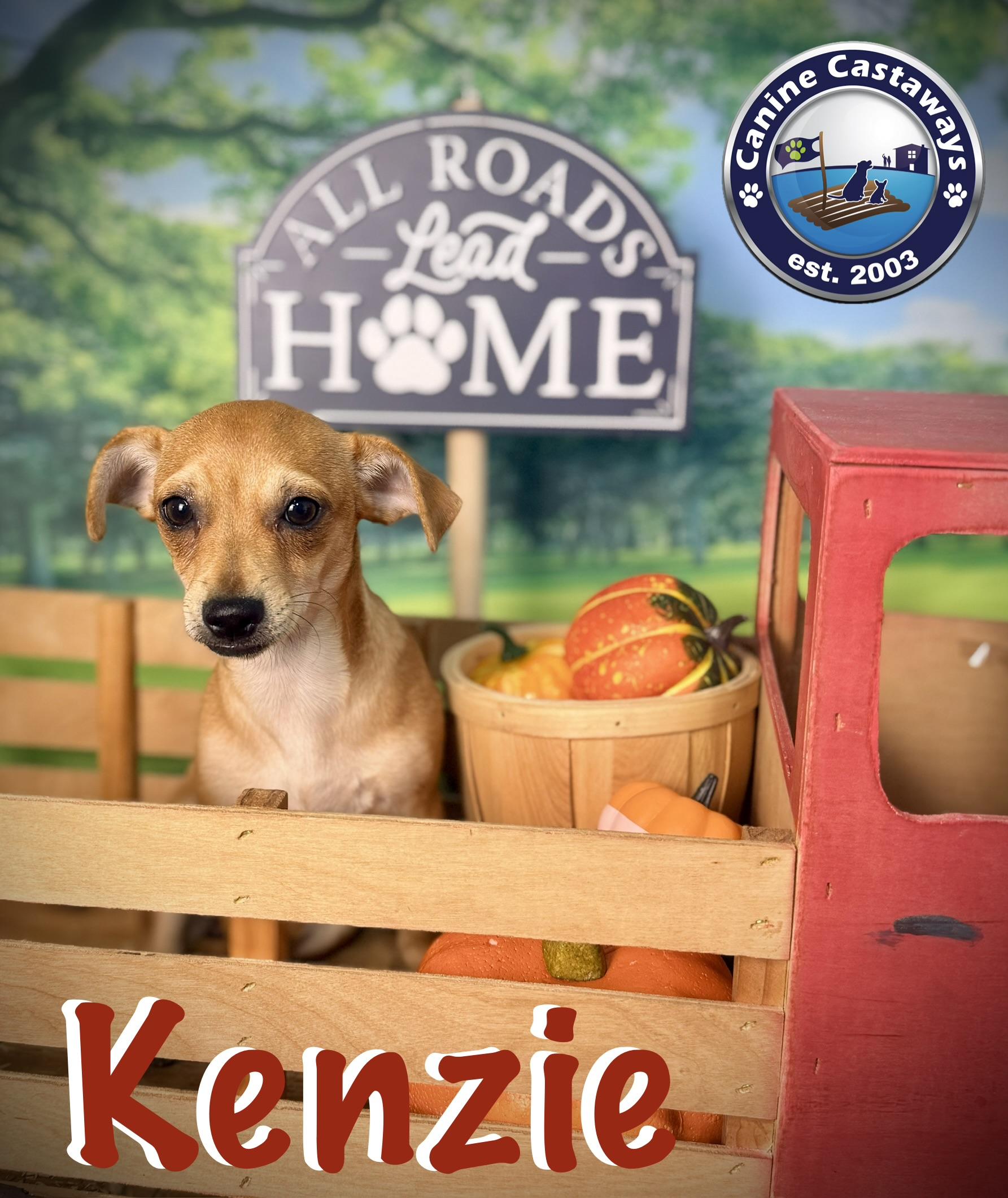 Enlarge Kenzie, a Adopted mixed breed in Sarasota, FL image 2/6