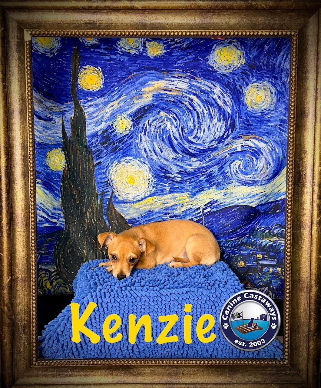 Enlarge Kenzie, a ADOPTABLE mixed breed in Sarasota, FL image 4/6
