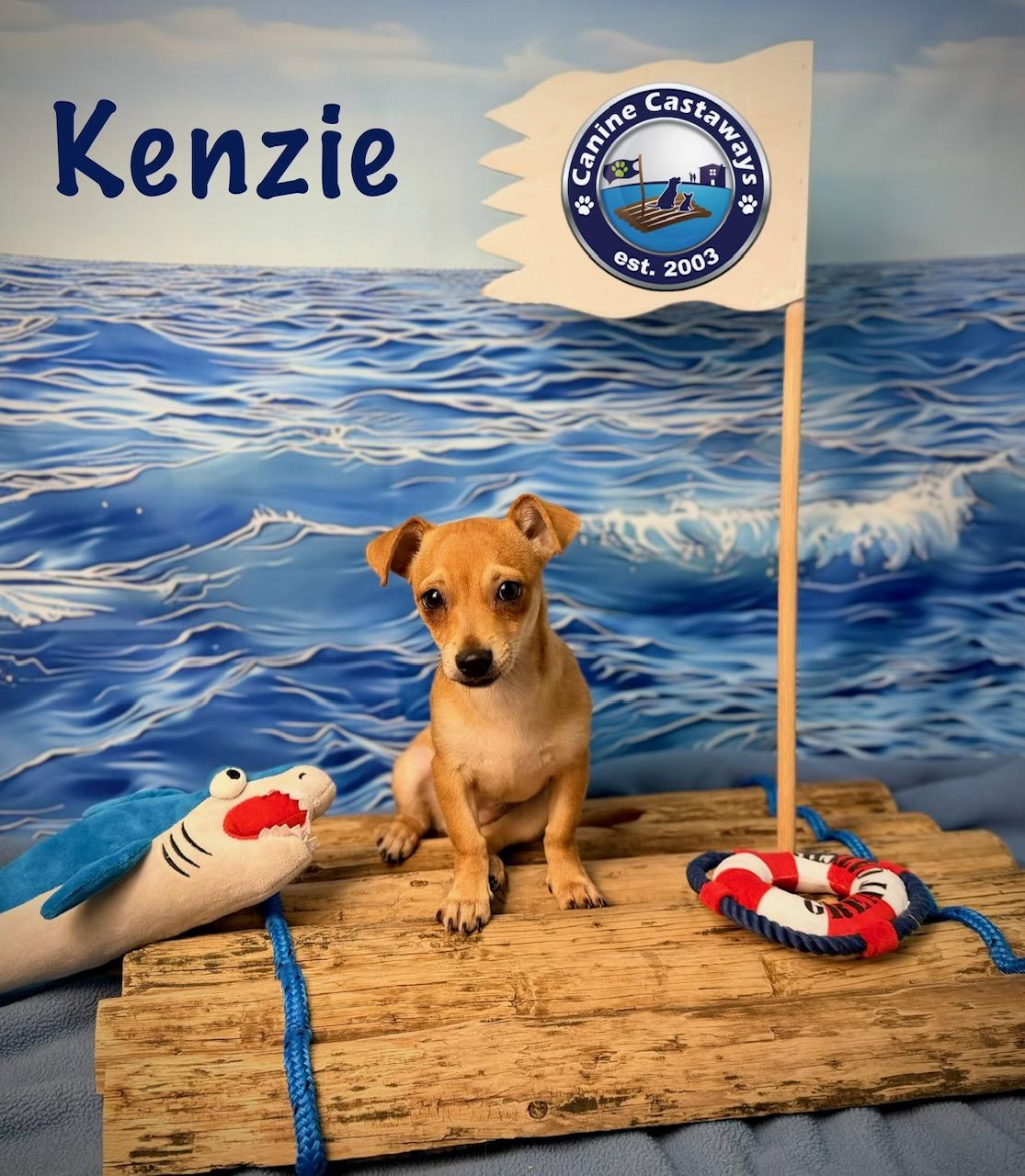 Enlarge Kenzie, a ADOPTABLE mixed breed in Sarasota, FL image 3/6